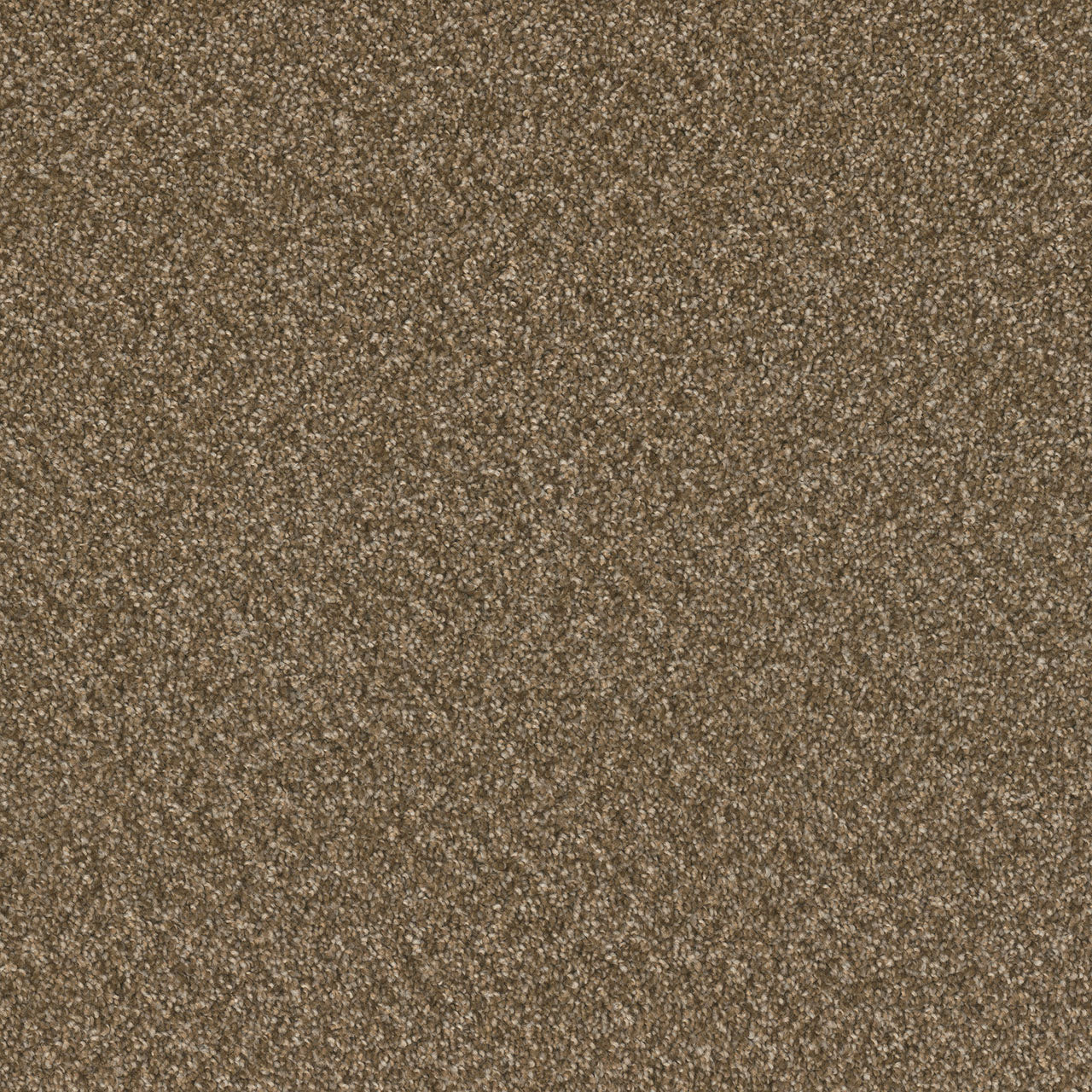 Swashbuckler 3.0 - Mocha Beige