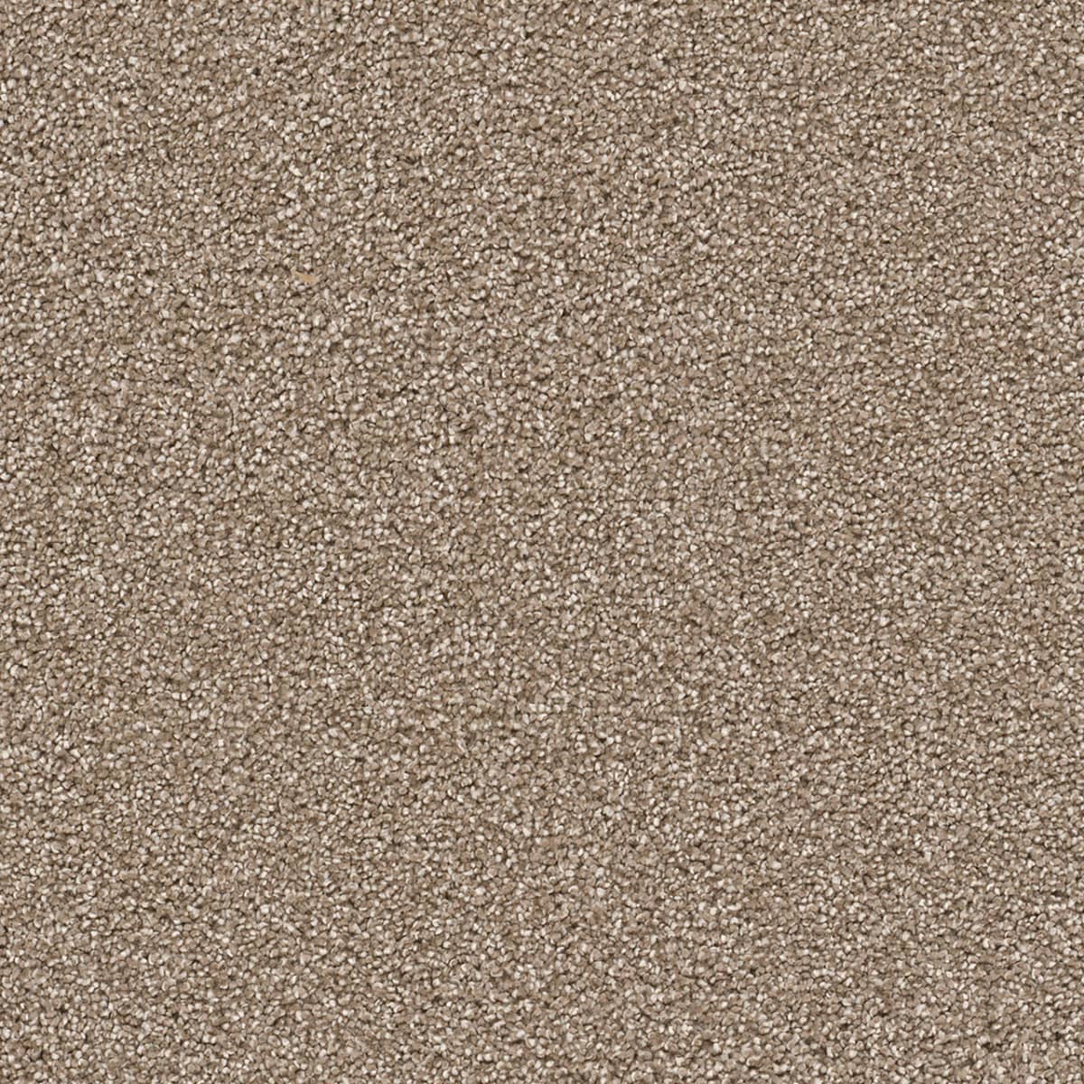 Hatteras - Quail